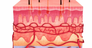 een illustratie van de menselijke huid